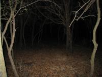 Chicago Ghost Hunters Group investigates Robinson Woods (228).JPG